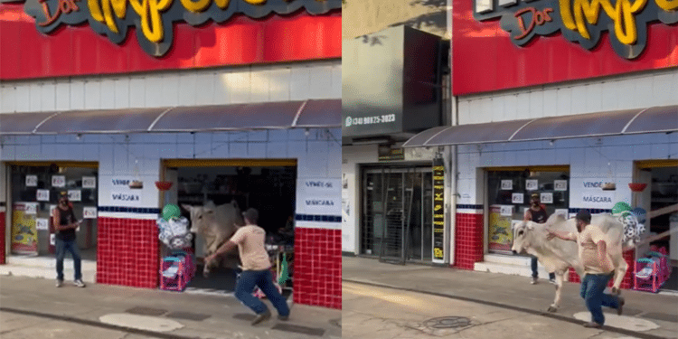 Bezerro invade loja de importados no centro de Araxá; veja vídeo
