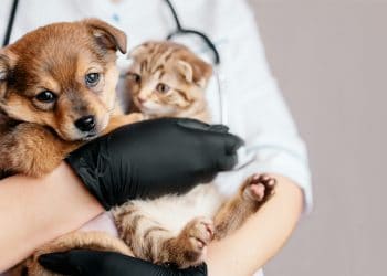 Araxá terá mutirão de castração gratuita a partir do dia 21