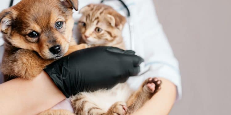 Araxá terá mutirão de castração gratuita a partir do dia 21