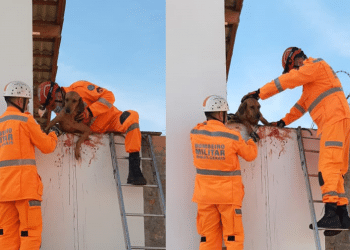 Cão fica preso em consertina ao tentar escalar muro em Araxá