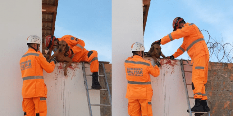 Cão fica preso em consertina ao tentar escalar muro em Araxá