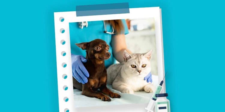 Araxá executa a vacinação antirrábica na zona rural de 13 de setembro a 1º de outubro