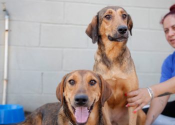 Prefeitura de Araxá cria Programa Amigos do Canil para promover doação de ração para protetores de animais