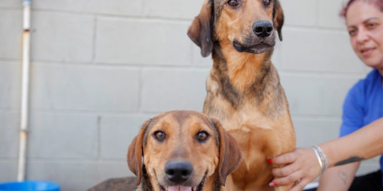 Prefeitura de Araxá cria Programa Amigos do Canil para promover doação de ração para protetores de animais