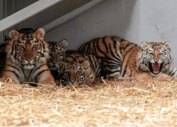 Com ajuda de voluntários, zoo bombardeado na Ucrânia desiste de sacrificar animais