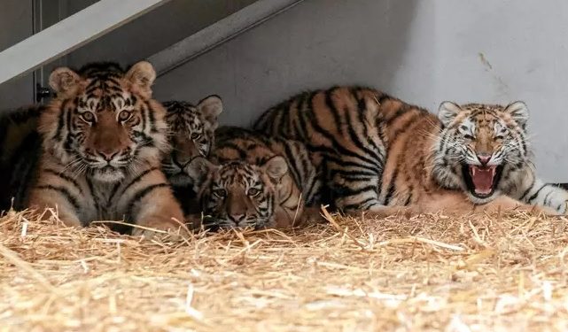 Com ajuda de voluntários, zoo bombardeado na Ucrânia desiste de sacrificar animais