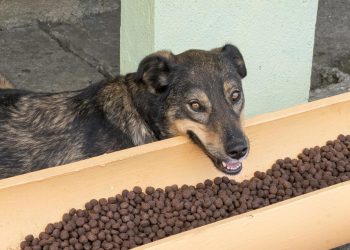 Vigilância em Saúde realiza cadastro de protetores de animais para doação de ração