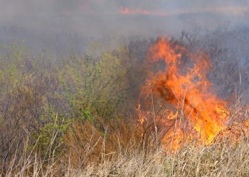 IPDSA intensifica fiscalização e alerta aos males causados pelas queimadas
