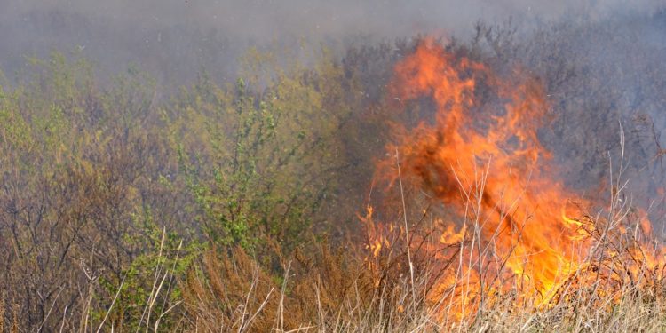 IPDSA intensifica fiscalização e alerta aos males causados pelas queimadas