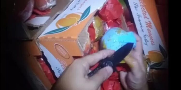 PF e Receita prendem 2 servidores em operação contra corrupção e tráfico de drogas no Porto de Itaguaí