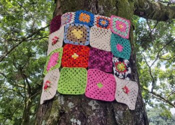 Fundação Cultural Calmon Barreto lança o projeto Acolhendo Árvores