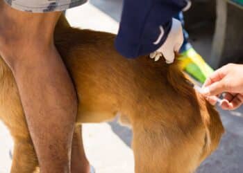 Prefeitura de Araxá / Divulgação