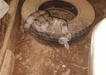 Jiboia de 1 metro é capturada dentro de galinheiro no Parque das Flores