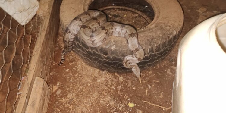 Jiboia de 1 metro é capturada dentro de galinheiro no Parque das Flores