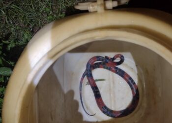 Cobra é capturada dentro de residência no bairro Ana Pinto de Almeida