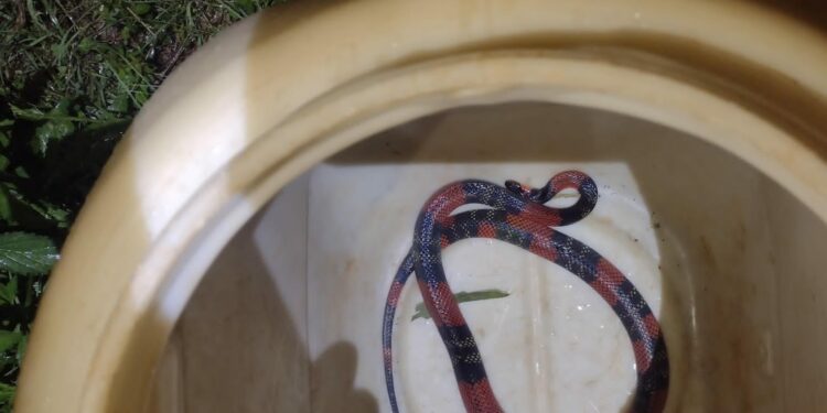Cobra é capturada dentro de residência no bairro Ana Pinto de Almeida