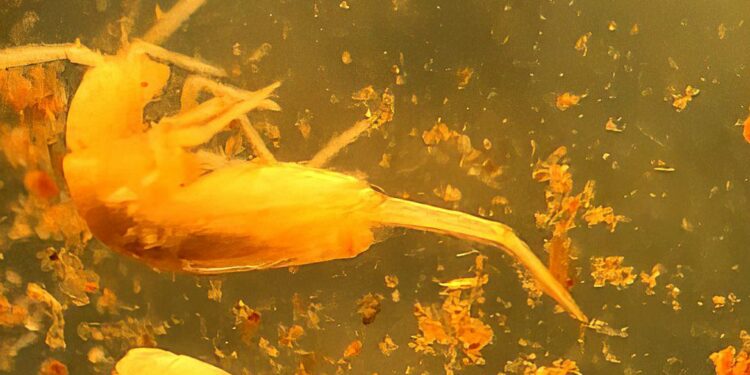 Animal em extinção de 1 mm é encontrado apenas em caverna no Pará