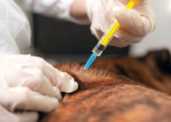 Araxá realiza aplicação da dose de reforço da Campanha de Vacinação Antirrábica Animal a partir desta quarta