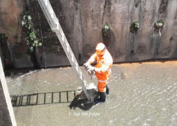 Bombeiros resgatam cachorro que caiu em canal na avenida Dâmaso Drumond