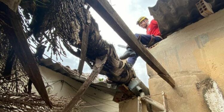 Coqueiro de 20 metros cai e atinge três residências no bairro Novo Horizonte