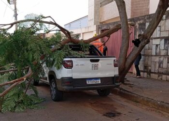 Caminhão derruba galho de árvore, que atinge veículo na Avenida Prefeito Aracely de Paula