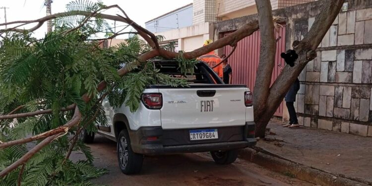 Caminhão derruba galho de árvore, que atinge veículo na Avenida Prefeito Aracely de Paula