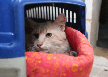 Animais também estão sujeitos a estresse devido às altas temperaturas