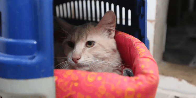 Animais também estão sujeitos a estresse devido às altas temperaturas