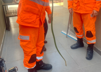 Cobra é encontrada dentro de um vaso de plantas no Bairro Fertiza