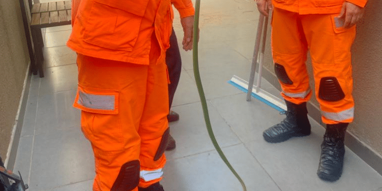 Cobra é encontrada dentro de um vaso de plantas no Bairro Fertiza