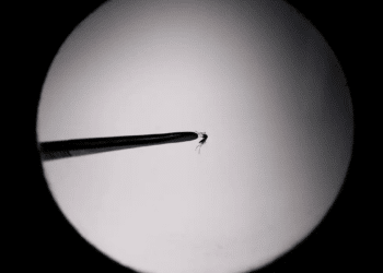 Brasil bate recorde de mortes por dengue em 2023