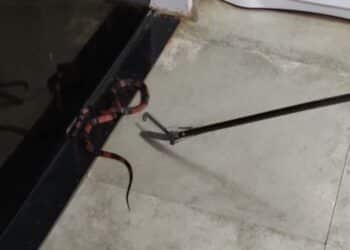 Cobra coral é encontrada em cozinha de residência no Bairro Parque da Flores