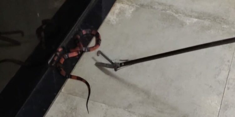 Cobra coral é encontrada em cozinha de residência no Bairro Parque da Flores