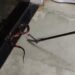 Cobra coral é encontrada em cozinha de residência no Bairro Parque da Flores