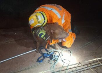 Animal foi resgatado e entregue aos donos (Foto: Corpo de Bombeiros / Divulgação)
