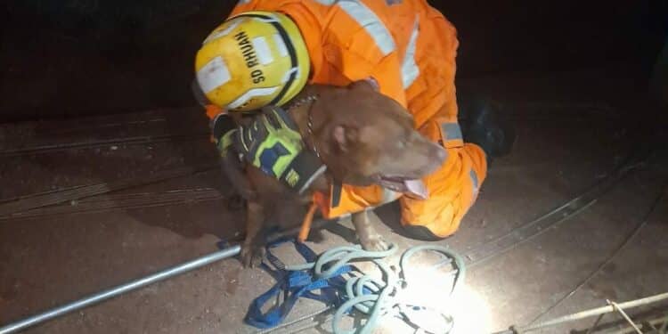 Animal foi resgatado e entregue aos donos (Foto: Corpo de Bombeiros / Divulgação)