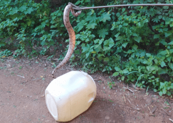 Jiboia de 1,5m é capturada no Barreiro, em Araxá