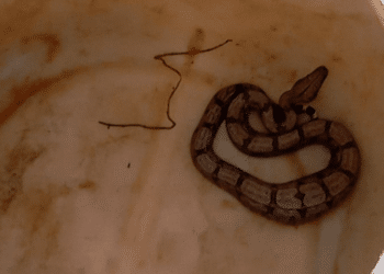 Jiboia é encontrada em vaso de plantas no bairro Boa Vista