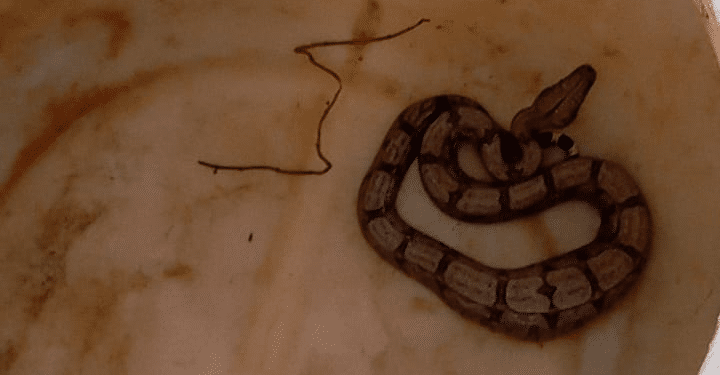 Jiboia é encontrada em vaso de plantas no bairro Boa Vista