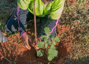 Ação Social divulga lista de classificados para o projeto Pequeno Jardineiro 2024