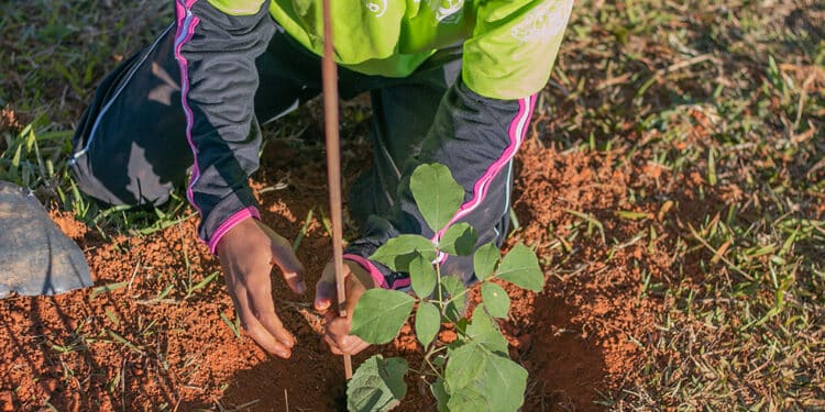 Ação Social divulga lista de classificados para o projeto Pequeno Jardineiro 2024