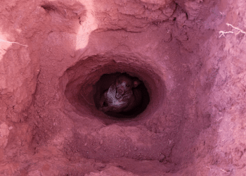 Cachorro de 40kg é resgatado dentro de buraco de construção em Sacramento