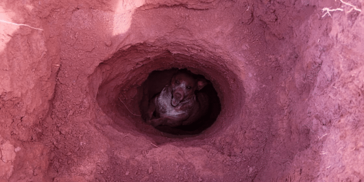 Cachorro de 40kg é resgatado dentro de buraco de construção em Sacramento