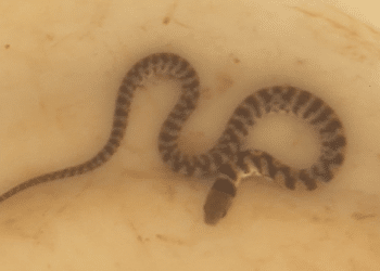 Cobra é encontrada nos trilhos de blindex em residência do bairro São Geraldo