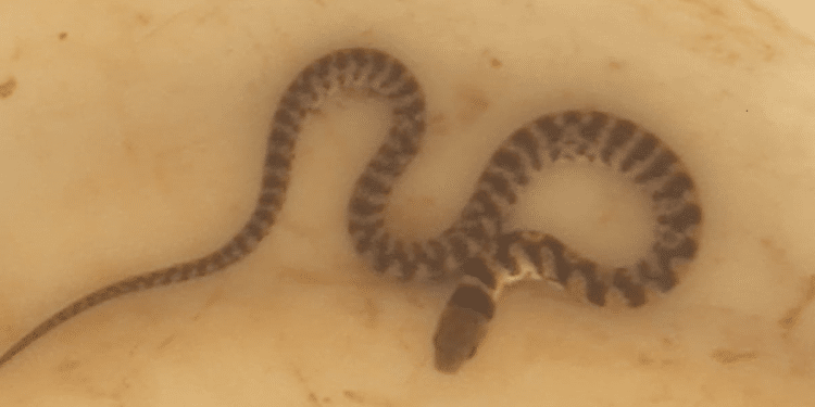 Cobra é encontrada nos trilhos de blindex em residência do bairro São Geraldo