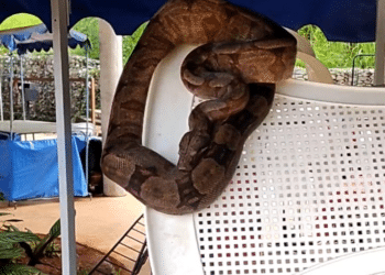 Jiboia é encontrada em barraca da feira de artesanato no Barreiro