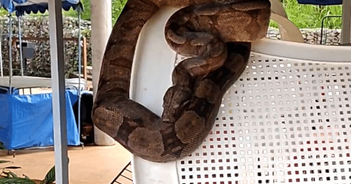 Jiboia é encontrada em barraca da feira de artesanato no Barreiro