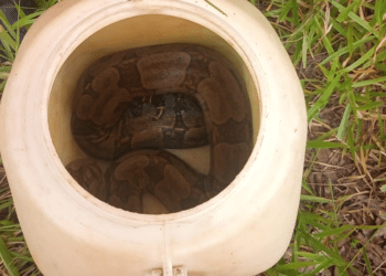 Jiboia de 2,5m é encontrada enrolada em coelho de estimação no bairro Jardim Filomena