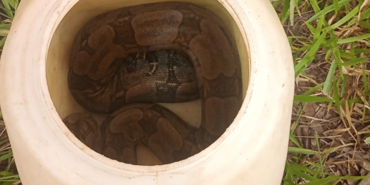 Jiboia de 2,5m é encontrada enrolada em coelho de estimação no bairro Jardim Filomena