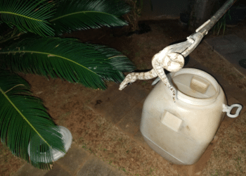 Jiboia é encontrada em jardim de residência no bairro Monte Verde